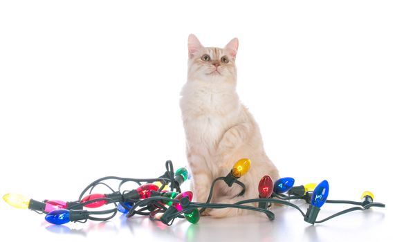 christmas kitten tangled in lights on white background
