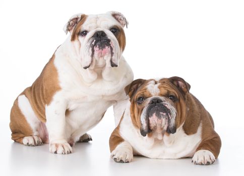 father and son bulldogs on white background