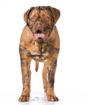 dirty dogue de bordeaux standing on white background
