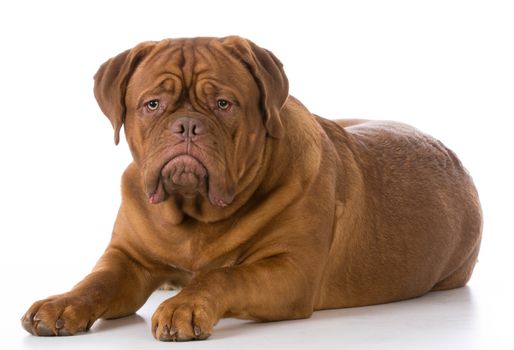 dogue de bordeaux laying down on white background