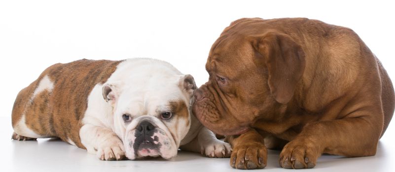 bulldog and dogue de bordeaux on white background
