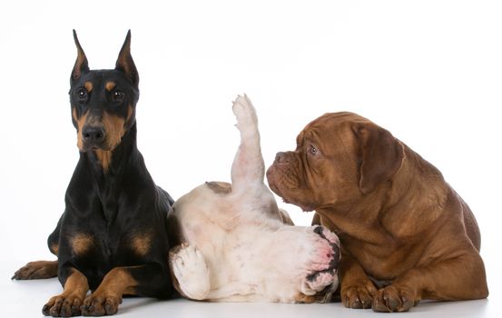 three different purebred dogs on white background