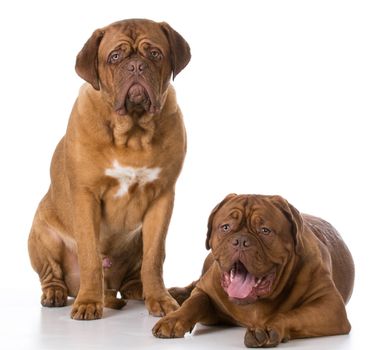 two sad dogue de bordeaux puppies on white background