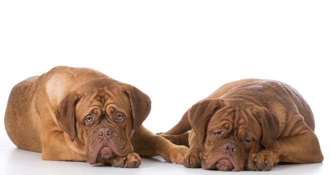 two sad dogue de bordeaux puppies laying down on white background