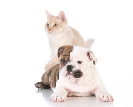 dog and cat isolated on white background