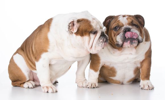two bulldogs interacting on white background