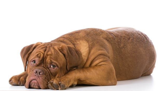 sad looking dogue de bordeaux puppy laying down on white background