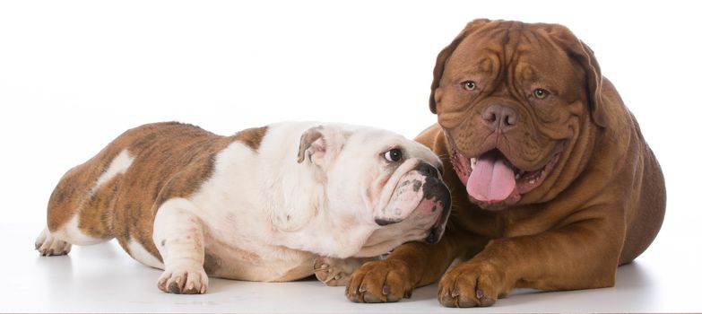 bulldog trying to make friends with dogue de bordeaux on white background