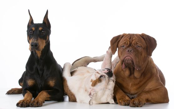 three different purebred dogs on white background