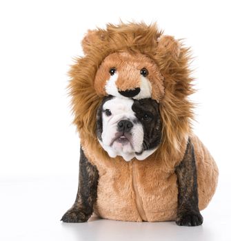 english bulldog puppy wearing lion costume on white background