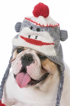 bulldog wearing hat isolated on white background