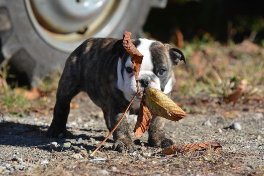 bulldog puppy outdoors playing with a leaf