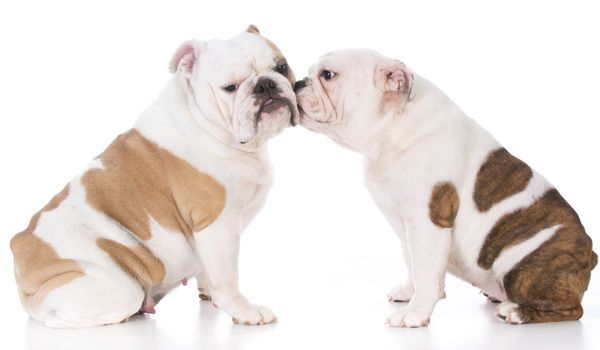 bulldog mother and daughter on white background