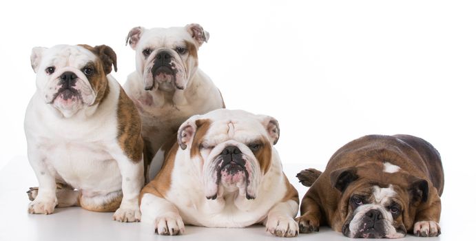 four english bulldogs isolated on white background