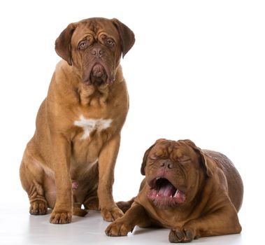 funny dogue de bordeaux puppies with crying expression
