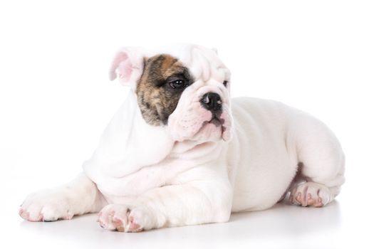 cute english bulldog puppy laying down on white background