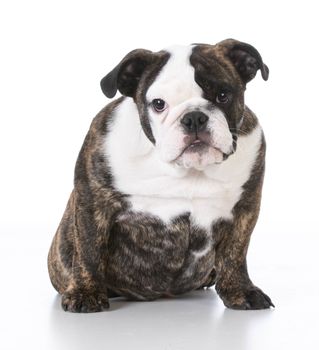 english bulldog puppy sitting looking at viewer on white background