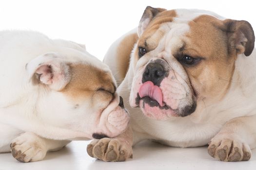 male and female bulldog laying together on white background