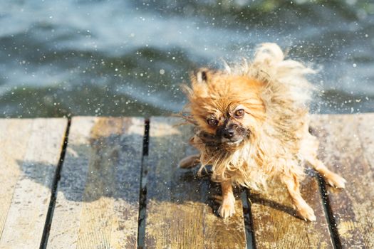 Pomeranian dog shaking off water. Pomeranian shakes water from his fur
