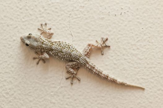 Gray house Gecko living inside a European house