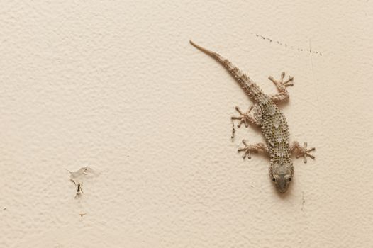 Gray house Gecko living inside a European house