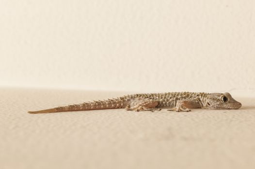 Gray house Gecko living inside a European house