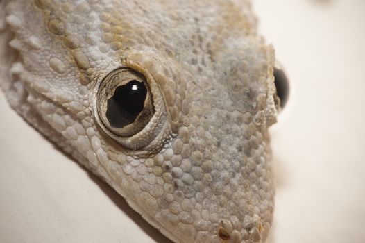 Gray house Gecko living inside a European house