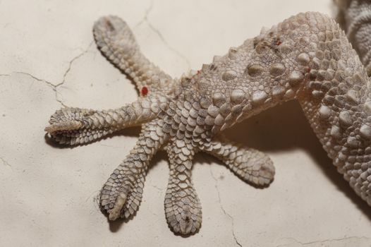 Gray house Gecko living inside a European house