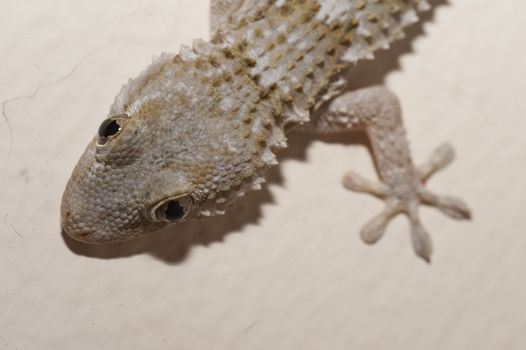 Gray house Gecko living inside a European house