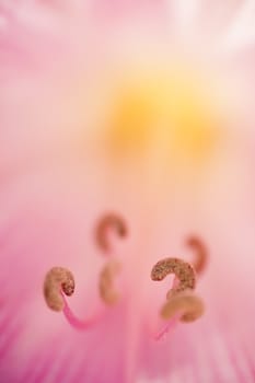 Pink and yellow lilium flower with stamens and pistils