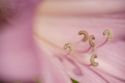 Pink and yellow lilium flower with stamens and pistils