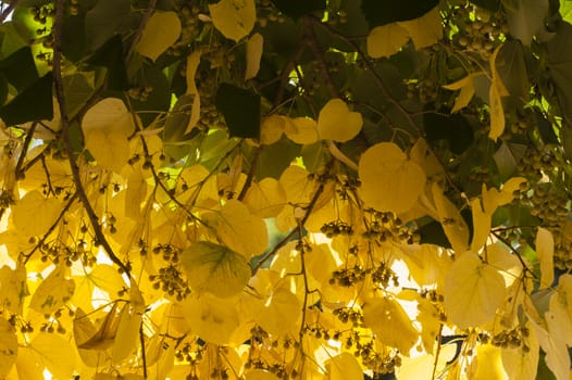 Autumnal leaves and fruits of lime tree, Tilia, linden, basswood.