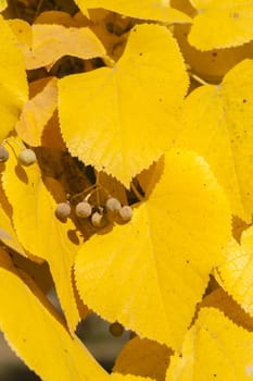 Autumnal leaves and fruits of lime tree, Tilia, linden, basswood.