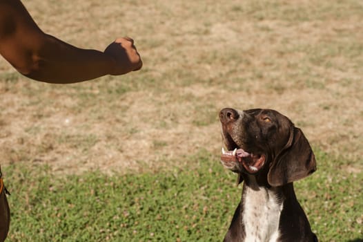 close up of brown head of dog watching intently during training session.