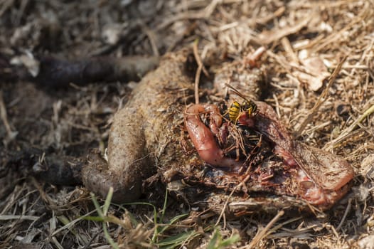 Wasp eating a dead toad on the ground
