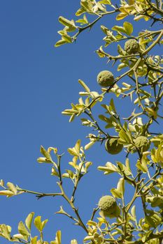 Bergamot orange tree with fruits and leaves on blue sky background, Citrus bergamia.