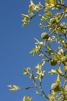 Bergamot orange tree with fruits and leaves on blue sky background, Citrus bergamia.