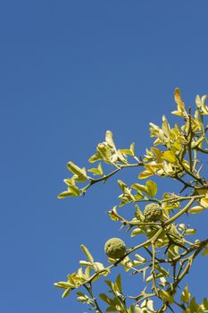 Bergamot orange tree with fruits and leaves on blue sky background, Citrus bergamia.