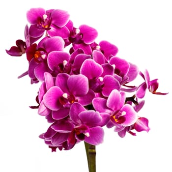 Blooming pink orchid with many flowers on a white background