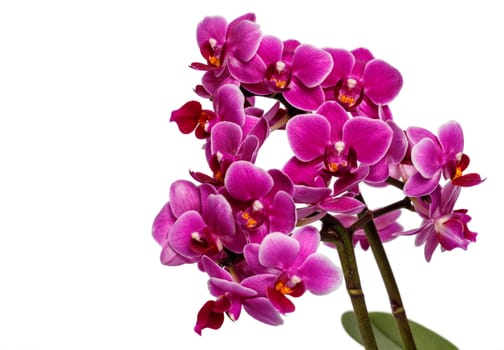 Blooming pink orchid with many flowers on a white background