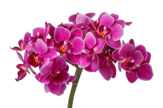 Blooming pink orchid with many flowers on a white background