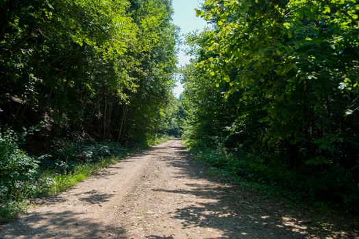 Idyllic landscape with fresh green meadows and blooming flowers and mountains in the background. Forest road. Landscape.