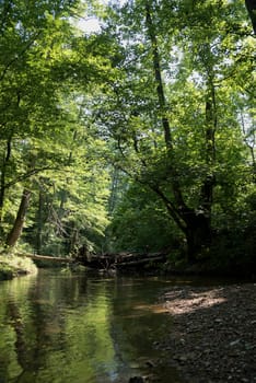 River deep in mountain forest. Nature composition. Mountain river flowing through the green forest

