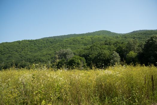 Idyllic landscape with fresh green meadows and blooming flowers and mountains in the background. Forest road. Landscape.