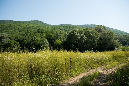 Idyllic landscape with fresh green meadows and blooming flowers and mountains in the background. Forest road. Landscape.