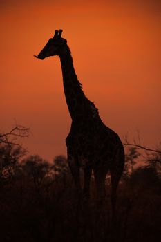 Lone Girafe at sunset