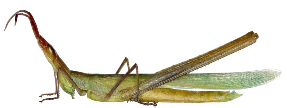 Snouted Grasshopper on white Background  -  Acrida ungarica mediterranea (Dirsh, 1949)