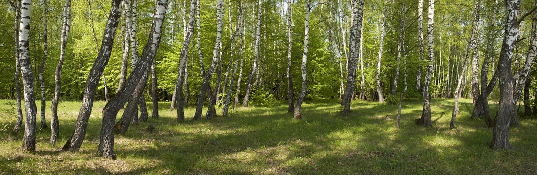 View of birch forest in the spring afternoon.







Birch forest.