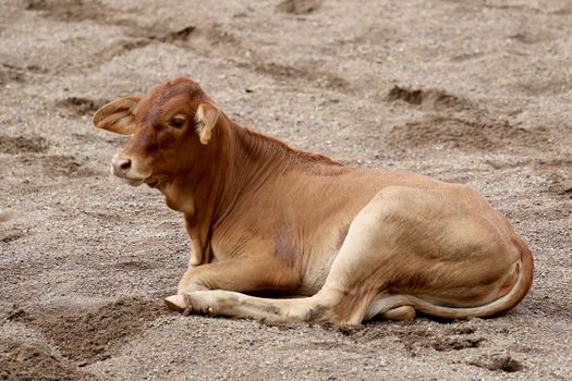 Image of a cow on sand background.