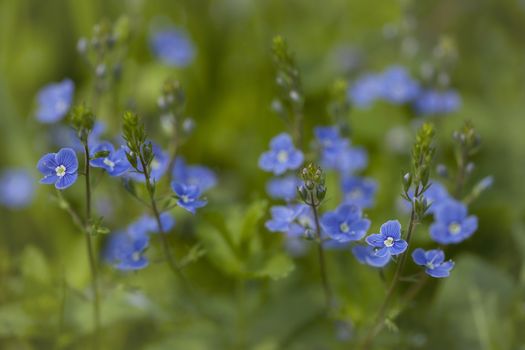 Blue wild flowers in the spring forest.